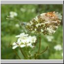 Anthocharis cardamines - Aurorafalter m01.jpg